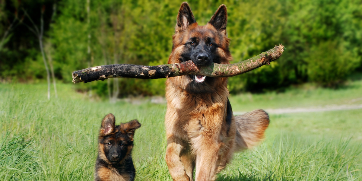 Enriquecimento ambiental para cães